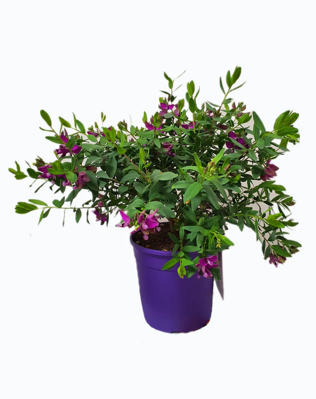 Polygala
