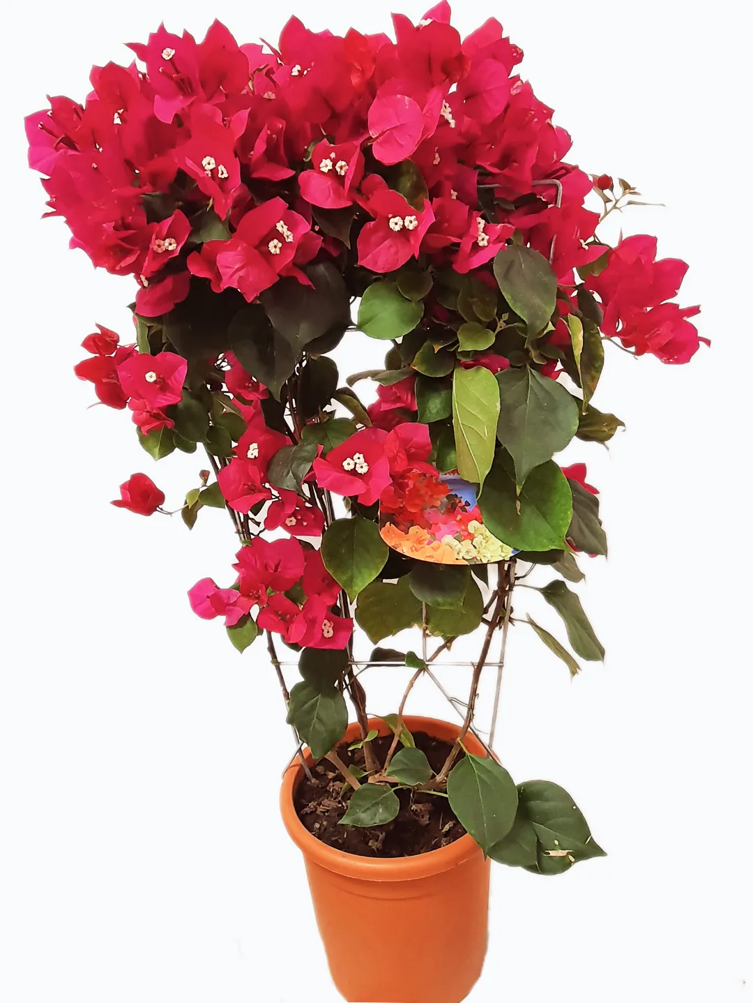 Bougainvillier